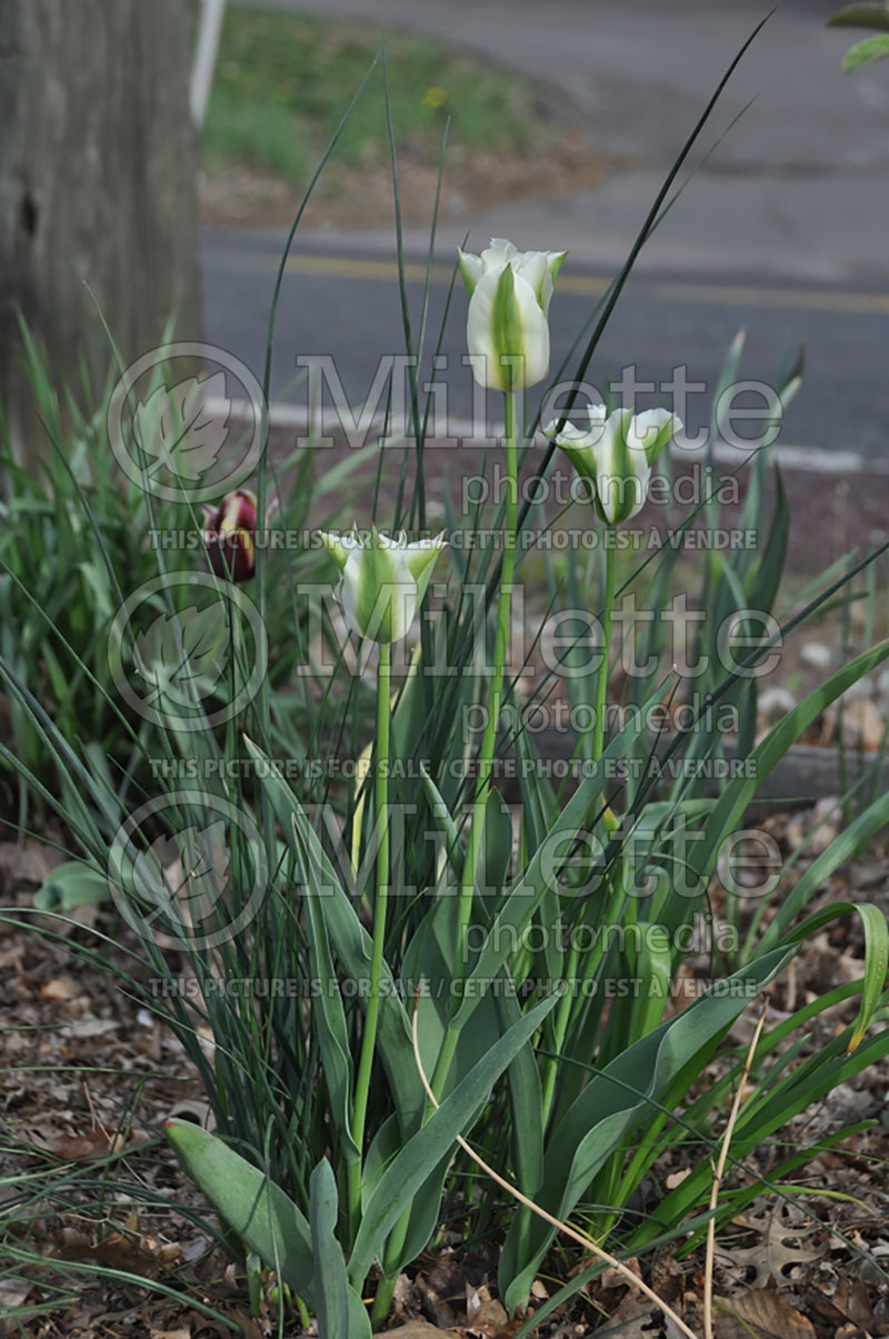 Tulipa Spring Green (viridiflora Tulip) 3 