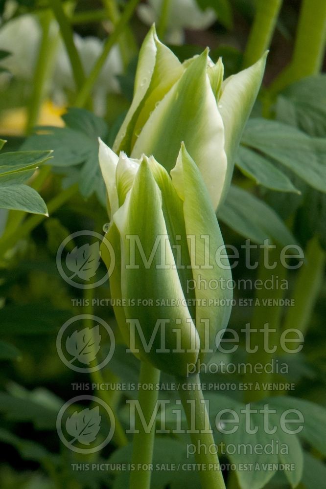 Tulipa Spring Green (viridiflora Tulip) 4 