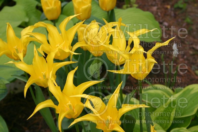 Tulipa West Point (lily-flowered Tulip) 1 