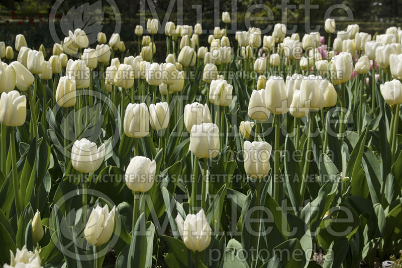 Tulipa White Flight (Tulip) 1