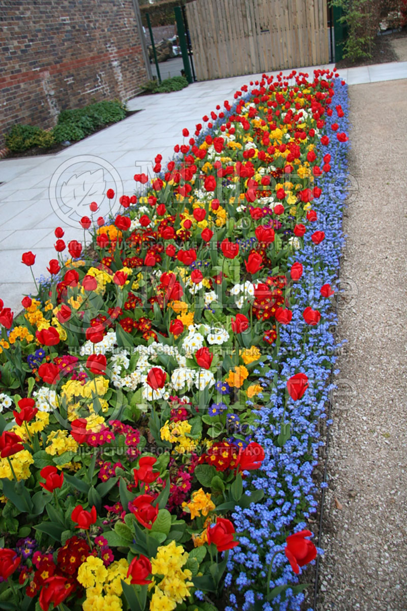 Tulip Display Garden (Ambiance) 4 