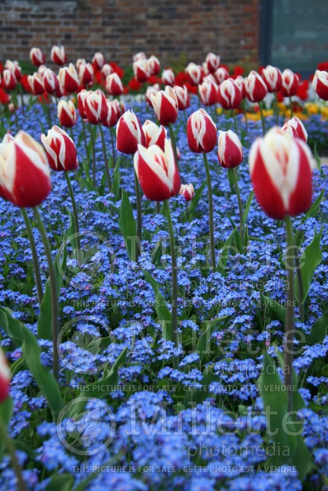 Tulip and hyacinth Display Garden (Ambiance) 5 