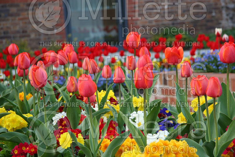 Tulip Display Garden (Ambiance) 7 