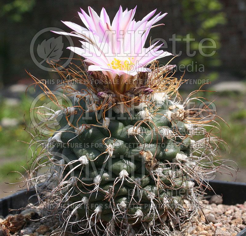 Turbinicarpus pseudomacrochele (Cactus)  1