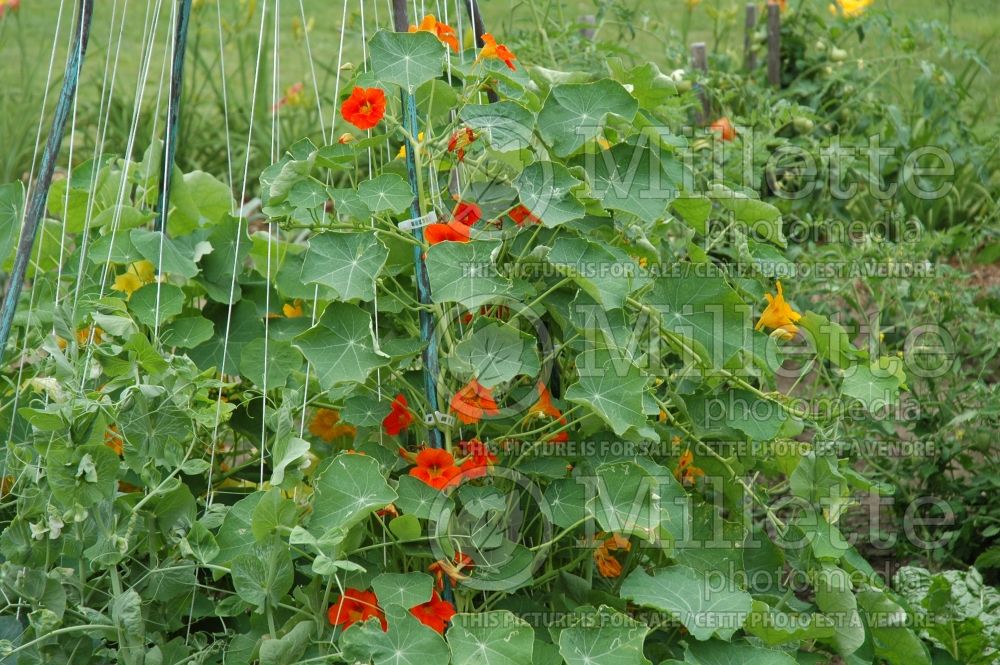 Staking a climbing nasturtium - garden works 1