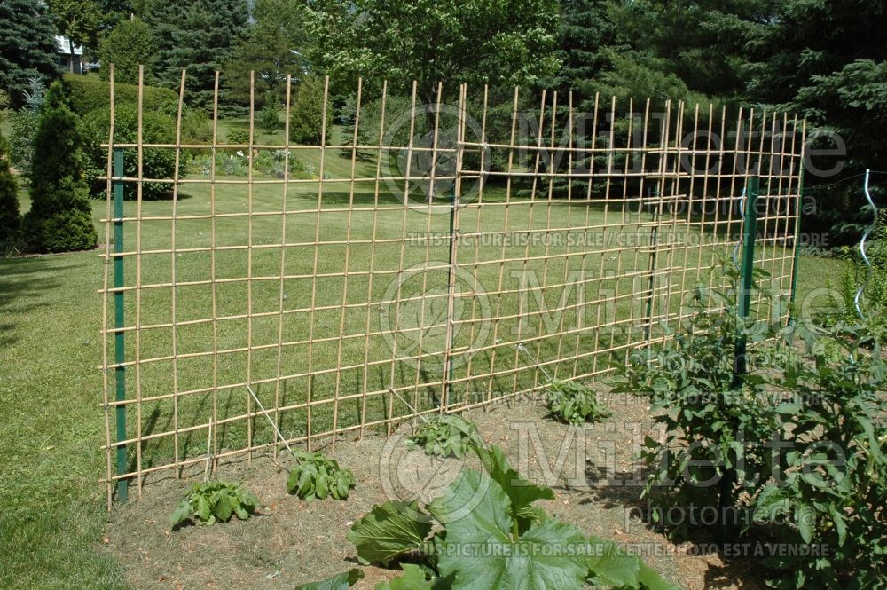 Staking a row of climbing tomatoes - garden works 1