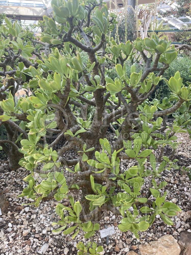 Tylecodon paniculatus (butter bush, butter tree) 1