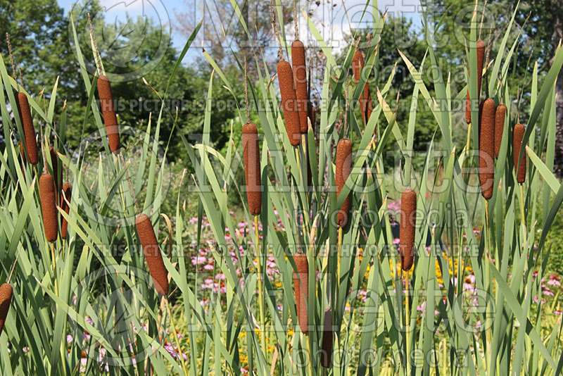 Typha latifolia (Bulrush, Cattail) 2 