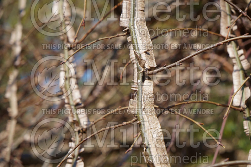 Ulmus Lace Parasol (Winged Elm) 1 