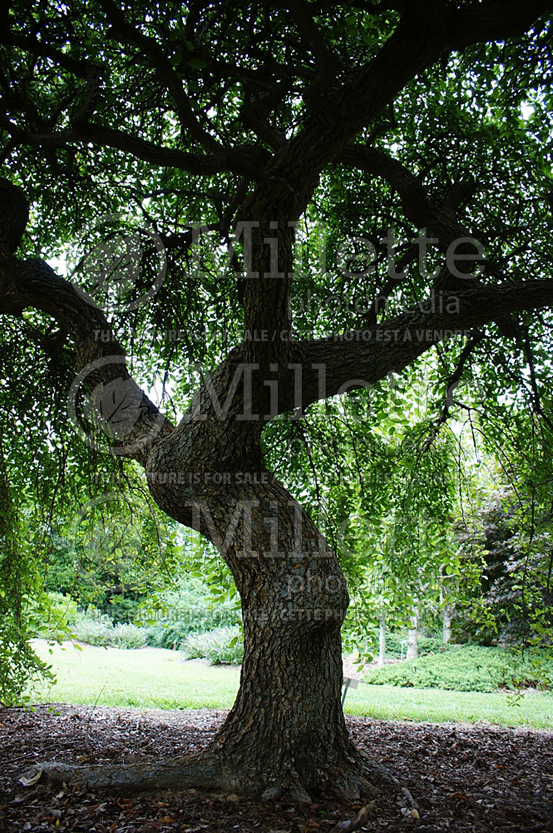 Ulmus Lace Parasol (Winged Elm) 2