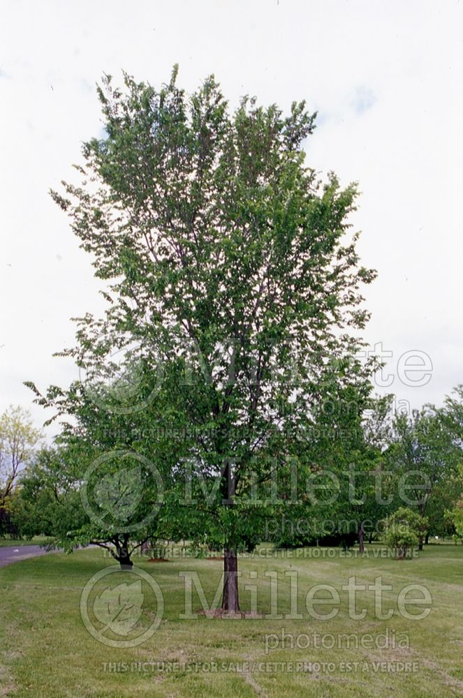 Ulmus Brandon (American Elm) 1 