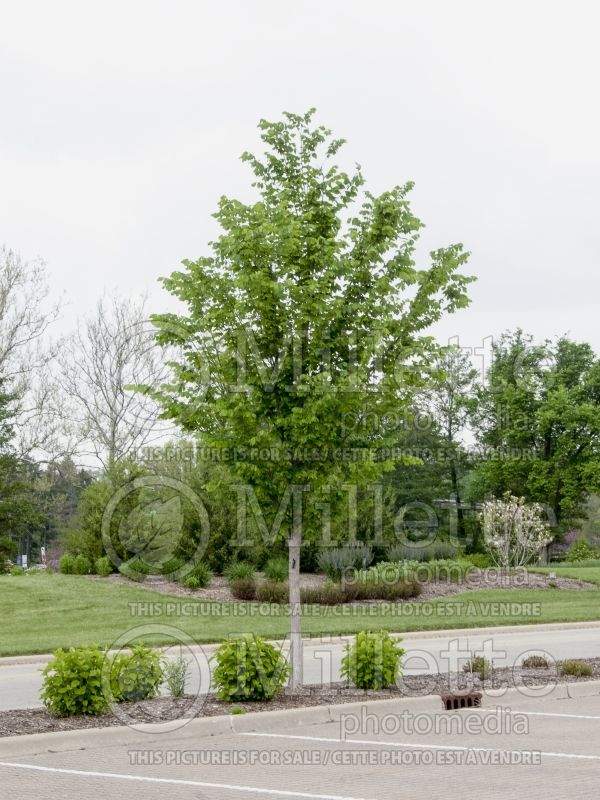 Ulmus Princeton (Elm) 2 