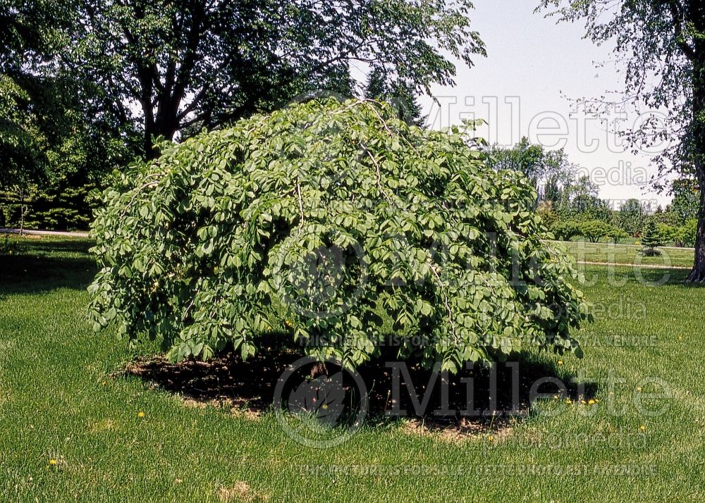 Ulmus Camperdownii or Pendula (Scotch elm) 2  (Scotch elm) 2 