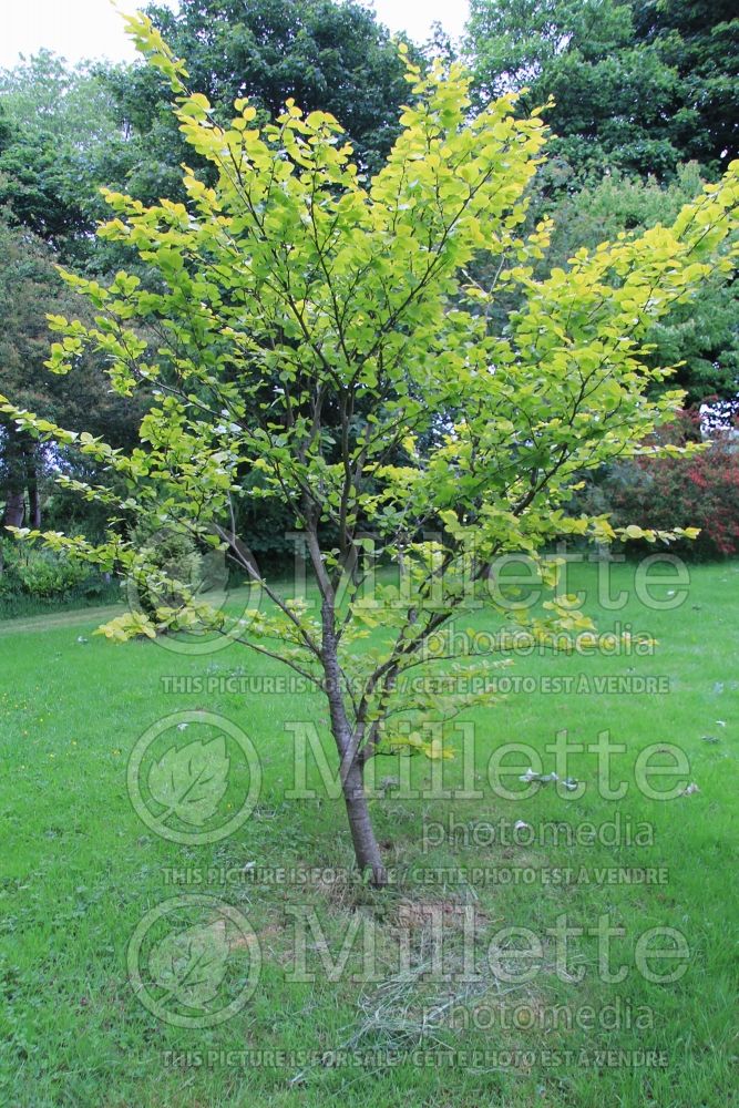 Ulmus Wredei (Winged Elm) 1 