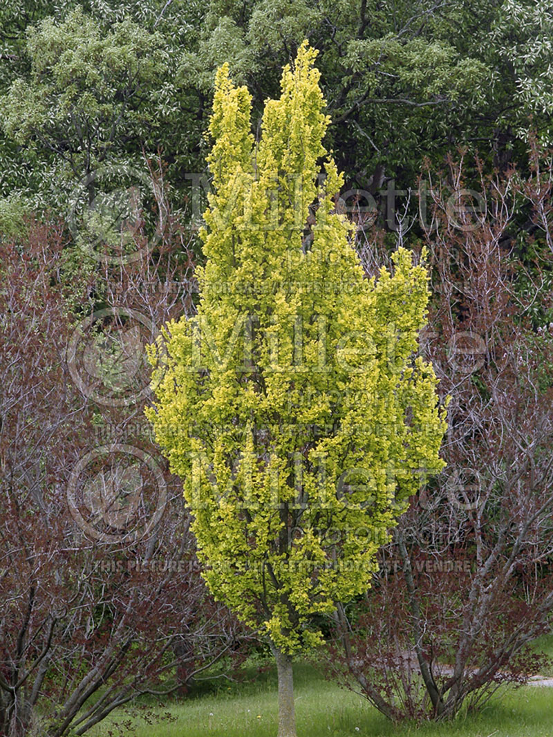 Ulmus Dampeiri Aurea (Winged Elm) 1 