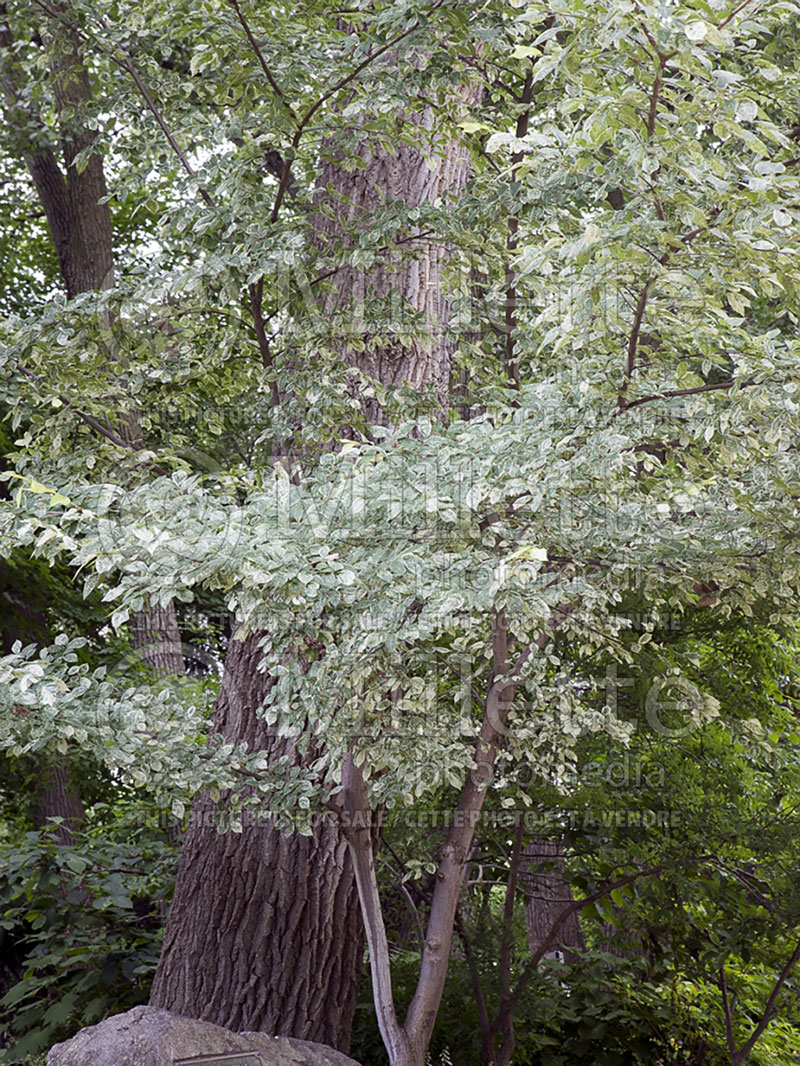 Ulmus Variegata (Speckled Lacebark Elm) 3 