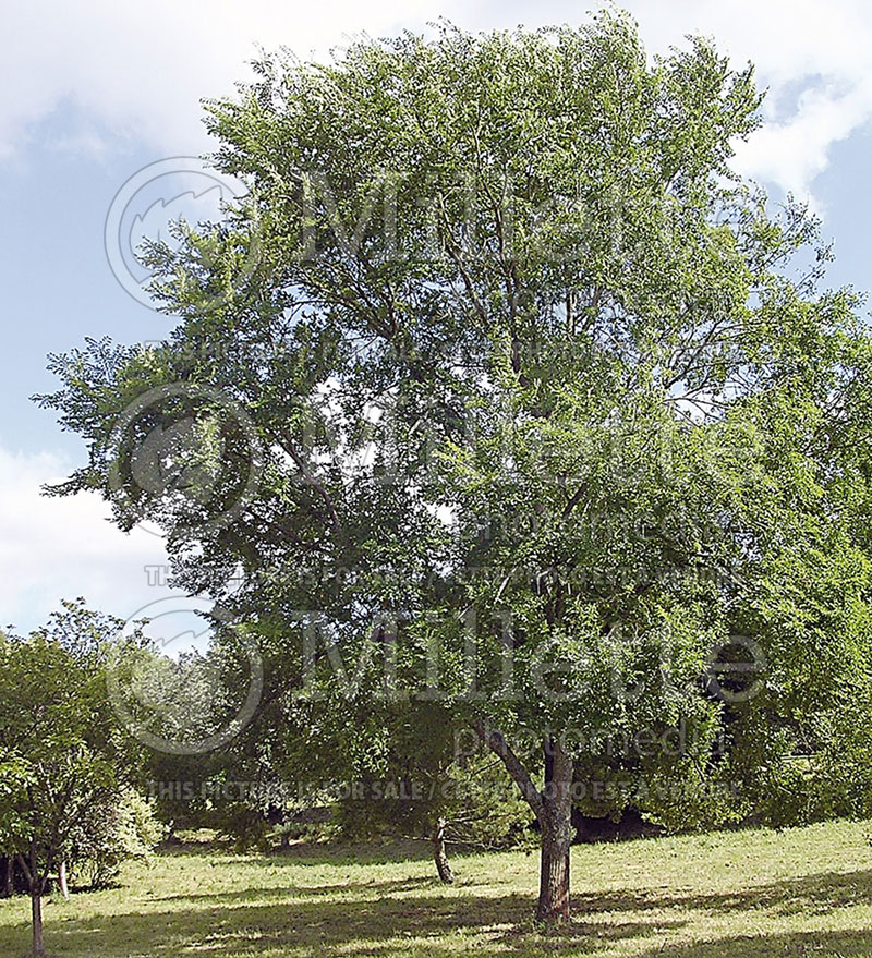 Ulmus Sapporo Autumn Gold (Winged Elm) 1 