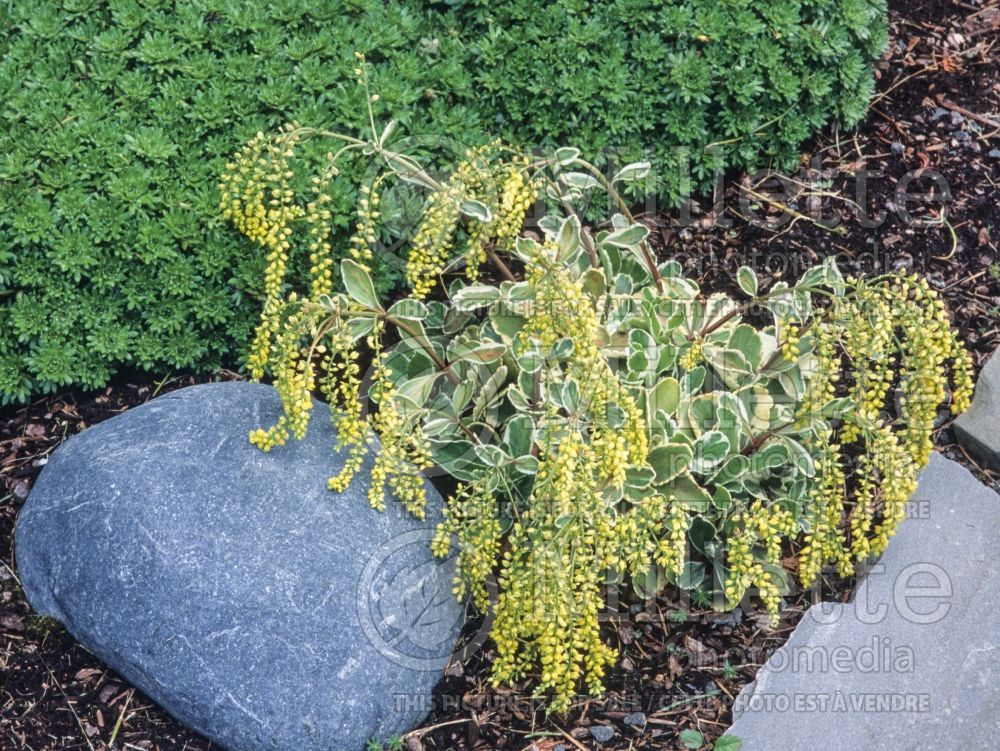 Umbilicus aka Chiastophyllum Jim's Pride (Variegated Cotyledon) 1