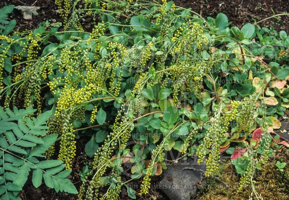 Umbilicus oppositifolius aka Chiastophyllum oppositifolium (Lamb's Tail) 1