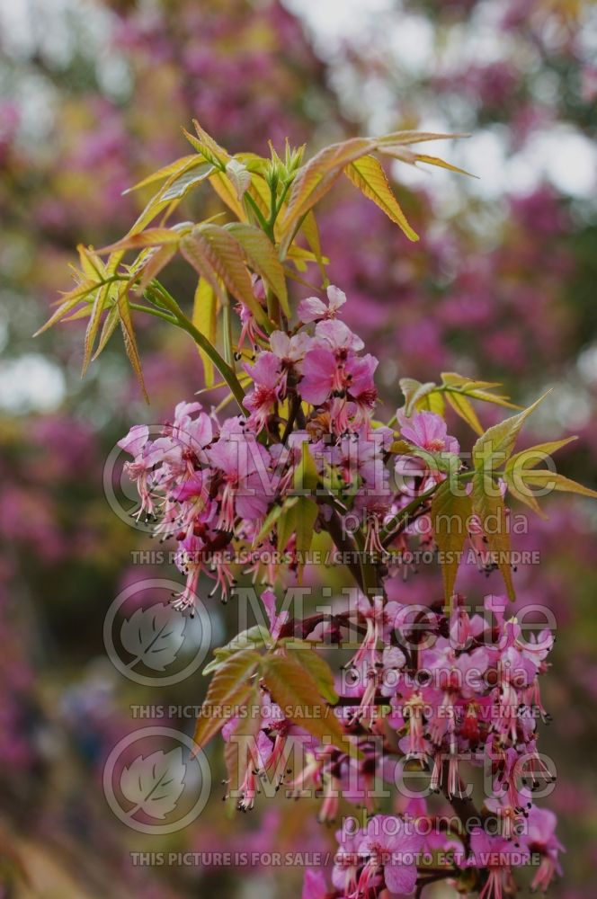 Ungnadia speciosa (Mexican Buckeye) 3