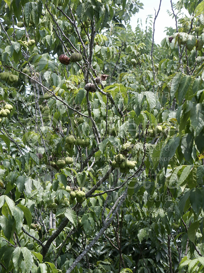 Ungnadia speciosa (Mexican Buckeye) 5