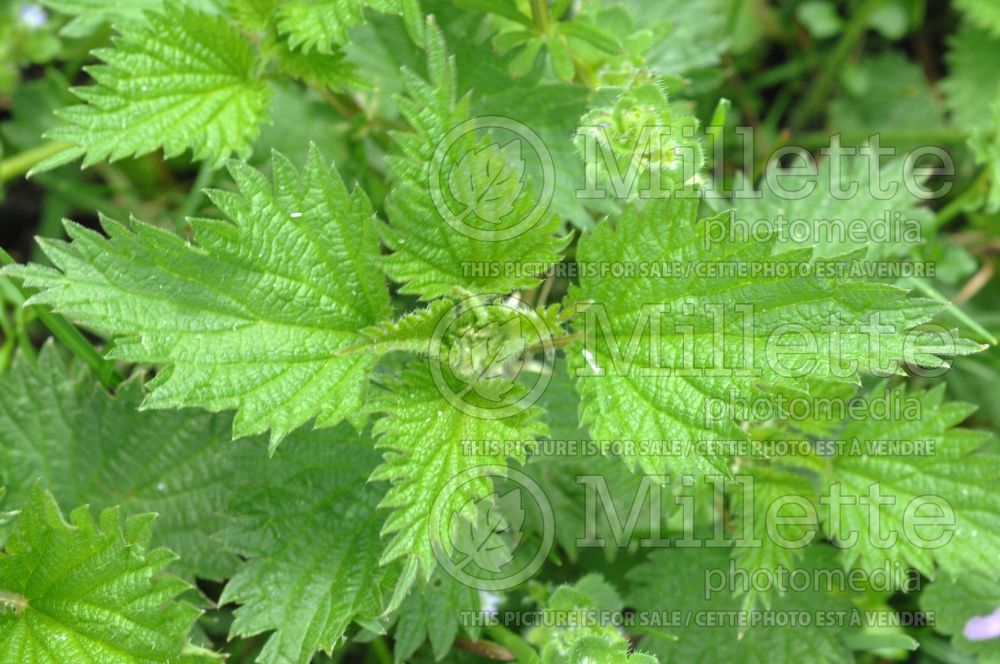 Urtica dioica (Stinging nettle or common nettle) 1 