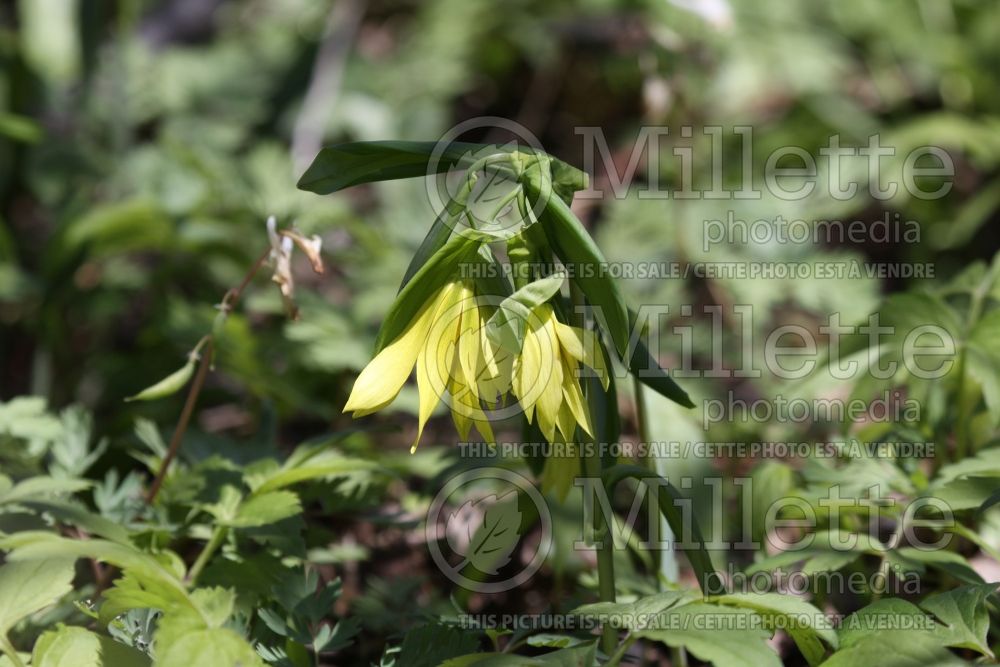 Uvularia grandiflora (Bellwort) 2 