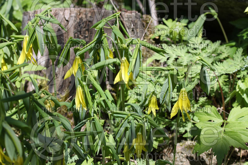 Uvularia grandiflora (Bellwort) 3 