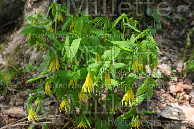 Uvularia grandiflora (Bellwort) 1 