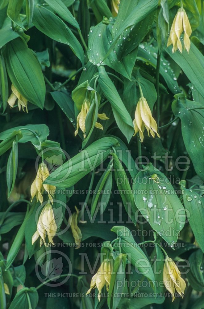 Uvularia grandiflora (Bellwort) 7