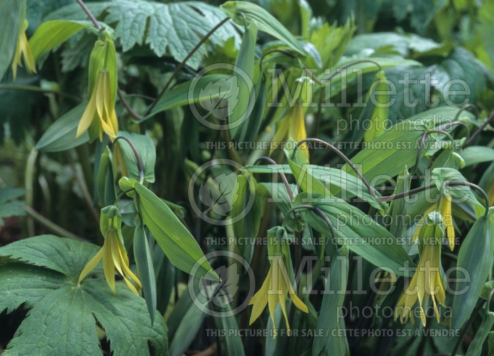 Uvularia grandiflora (Bellwort) 9