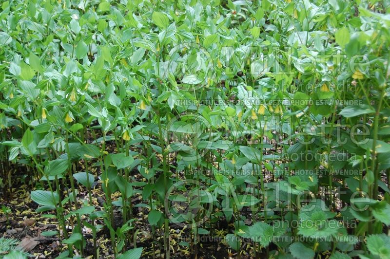 Uvularia grandiflora (Bellwort) 6