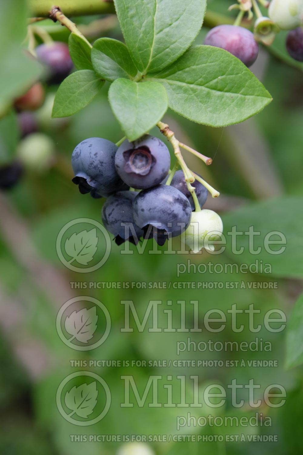 Vaccinium Bluetta (Blueberry) 1