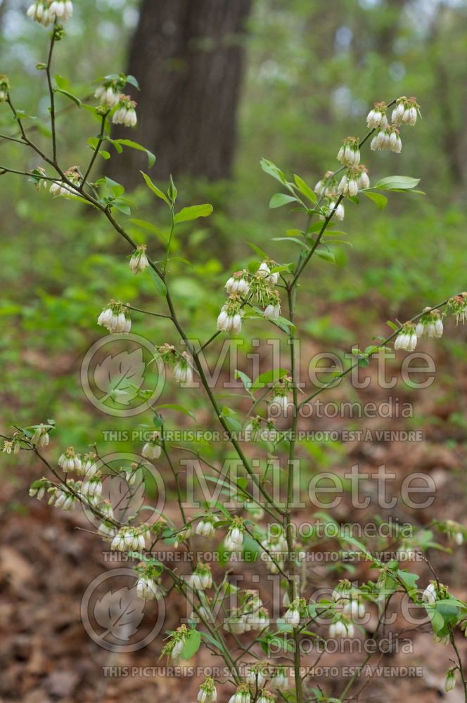 Vaccinium elliottii (Lowbush Blueberry) 4 