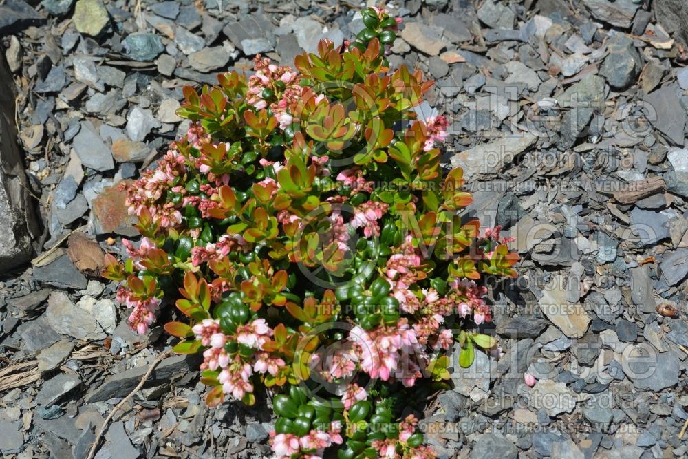 Vaccinium vitis-idaea minus (Dwarf Lingonberry) 3 