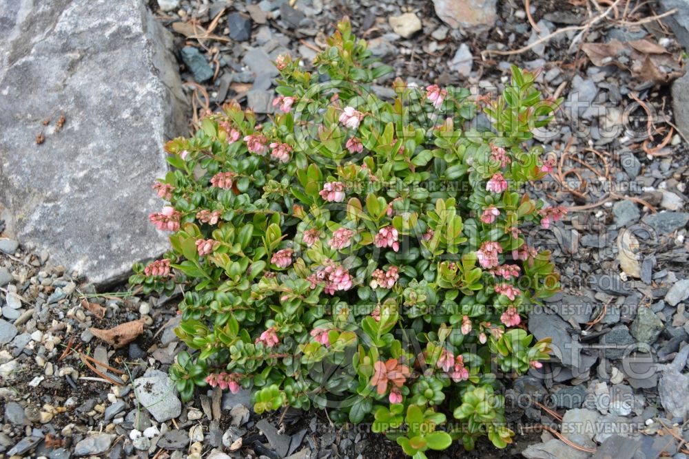 Vaccinium vitis-idaea minus (Dwarf Lingonberry) 2 