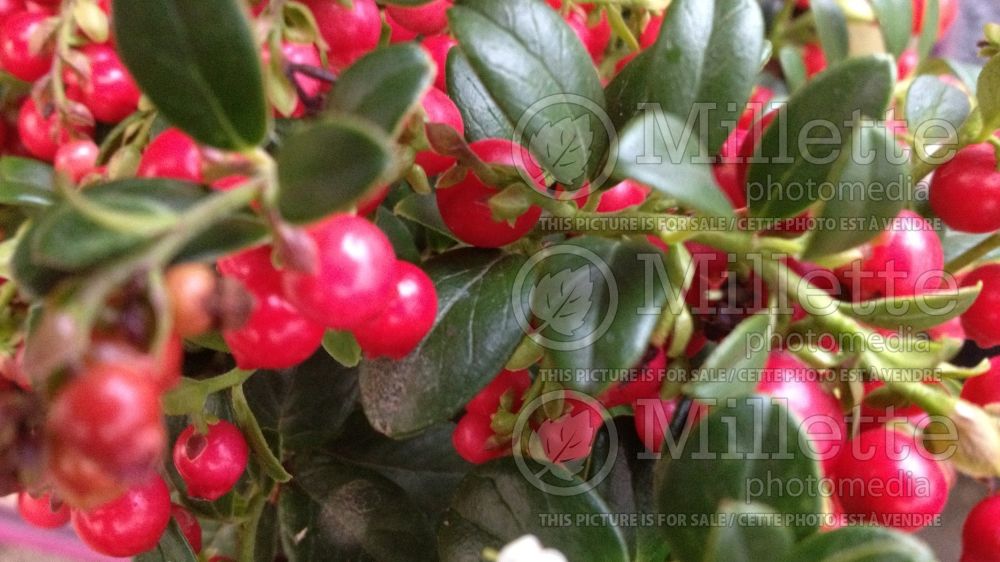 Vaccinium Red Candy (Lingonberry) 1 