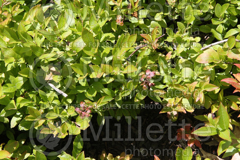 Vaccinium angustifolium (Lowbush Blueberry) 6 