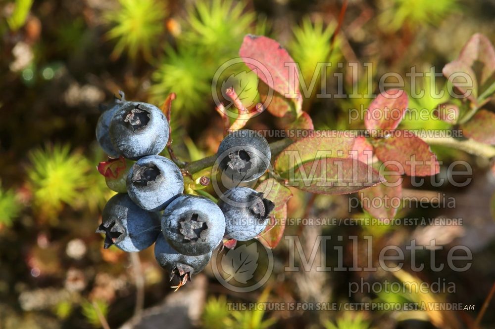 Vaccinium angustifolium (Lowbush Blueberry) 1 