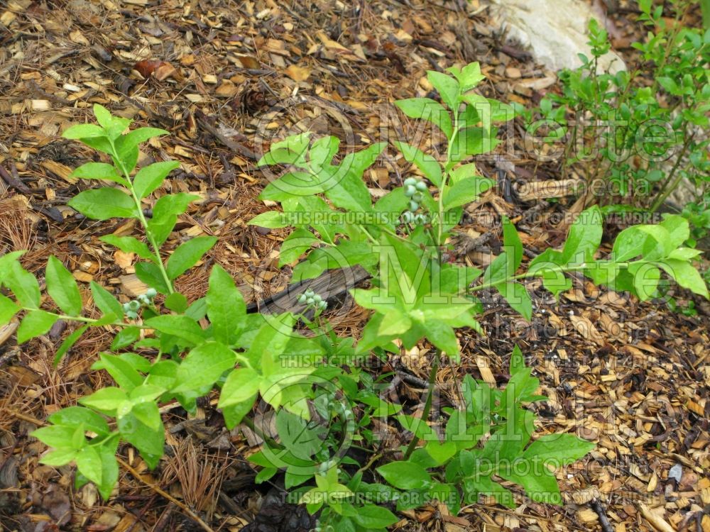 Vaccinium angustifolium (Lowbush Blueberry) 2 