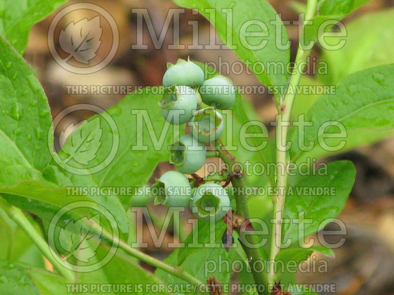 Vaccinium angustifolium (Lowbush Blueberry) 4 