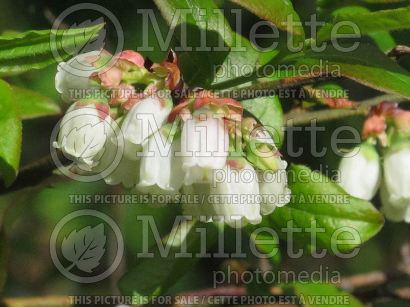 Vaccinium angustifolium (Lowbush Blueberry) 8 