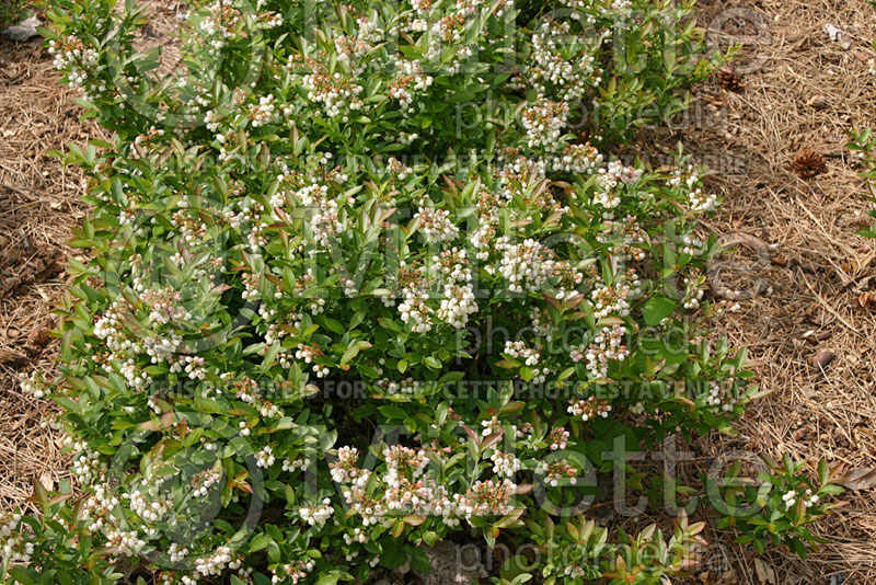 Vaccinium angustifolium (Lowbush Blueberry) 9 