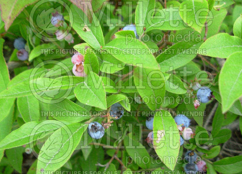 Vaccinium angustifolium (Lowbush Blueberry) 10 