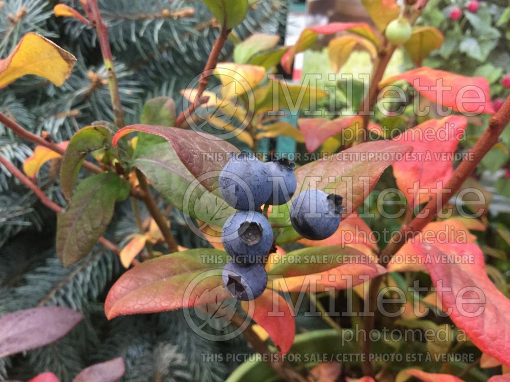 Vaccinium BrazelBerries Perpetua (Bearberry, Bilberry, Blueberry) 1 