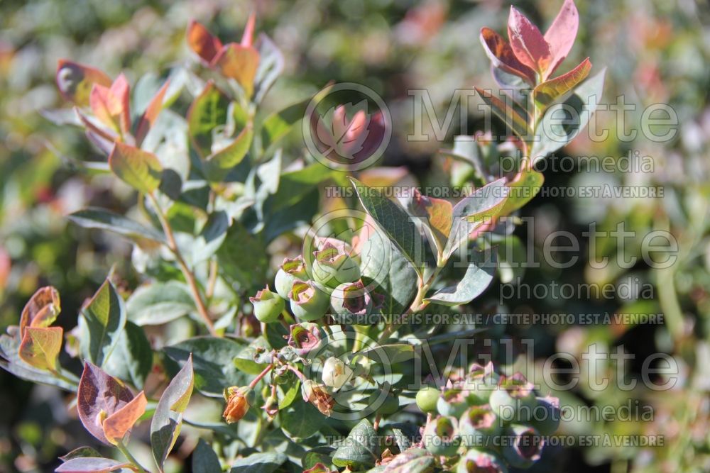 Vaccinium Bushel and Berry Pink Icing (Blueberry) 1 