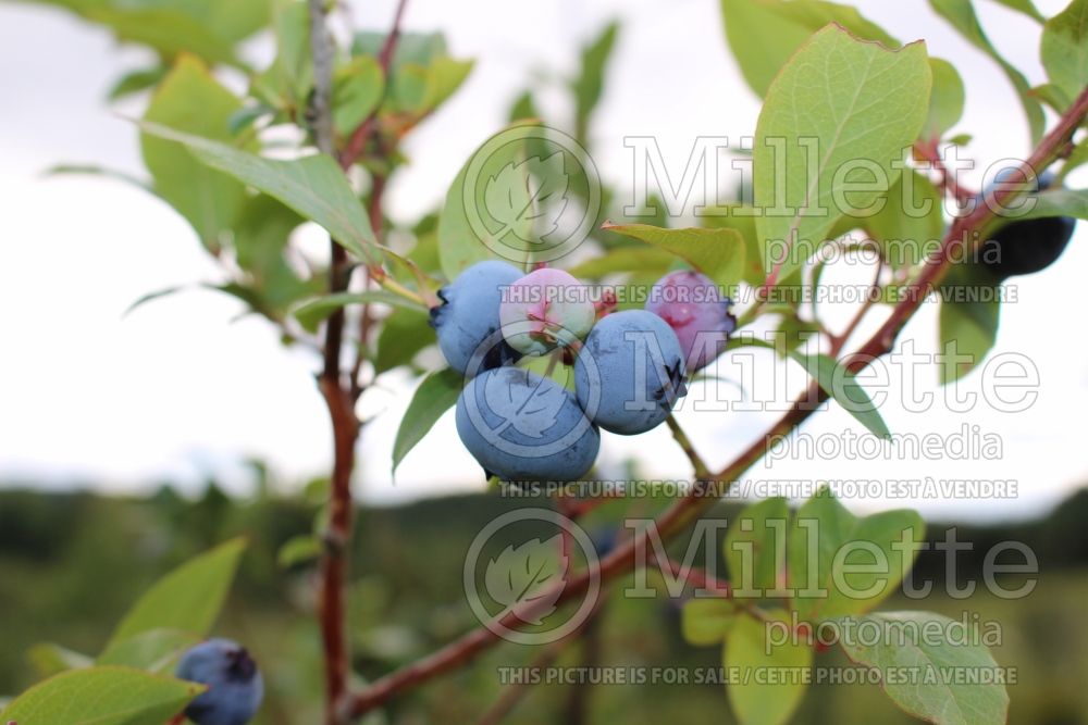 Vaccinium Bluecrop (Blueberry) 3 