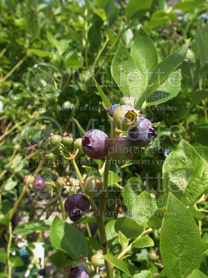 Vaccinium Blueray aka Blue Ray (Blueberry) 2 