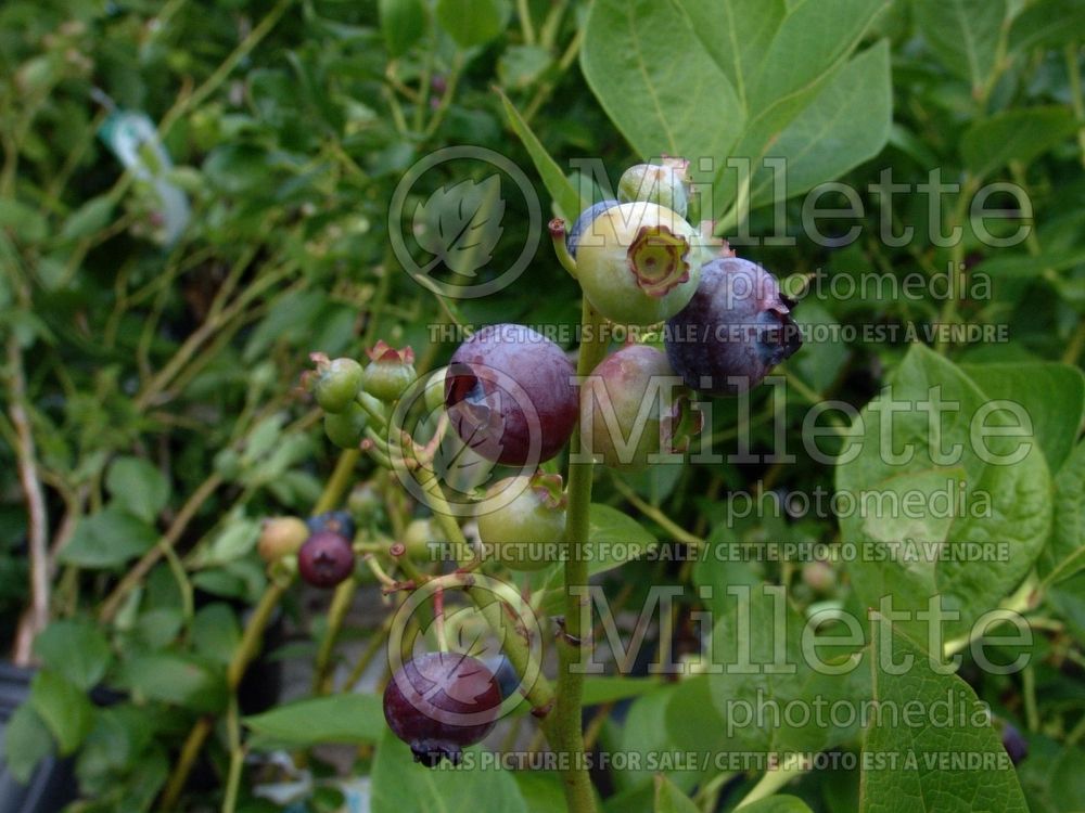 Vaccinium Blueray aka Blue Ray (Blueberry) 4 