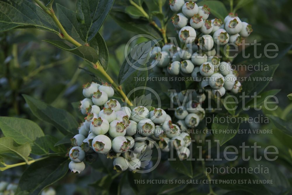 Vaccinium Duke (Blueberry) 4 